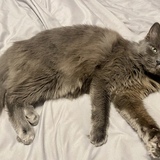 Entry image for Bentley