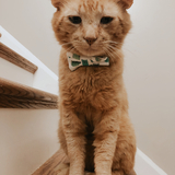 Entry image for Jimmy Jones