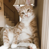 Entry image for Ruger