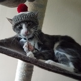 Entry image for Thor 