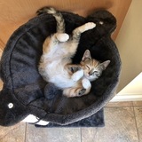 Entry image for Pippa