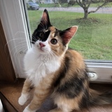 Entry image for Apple Cider