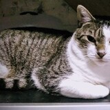 Entry image for Griswold