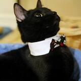 Entry image for MisserPoe