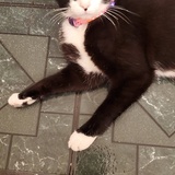 Entry image for Tonks