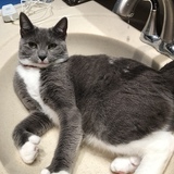 Entry image for Izzy