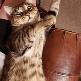 Entry image for Tucker