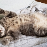 Entry image for Greyson