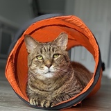 Entry image for Brawny