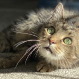 Entry image for Oliver