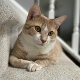 Entry image for Melman