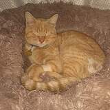 Entry image for Mr. Pickle