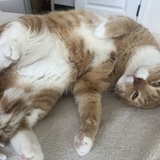 Entry image for Scotchy