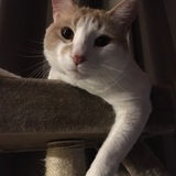 Entry image for Samwise