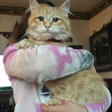 Entry image for Tony/Riff Raff