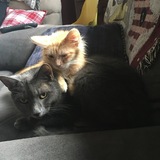 Entry image for Jazz