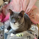 Entry image for Maggie