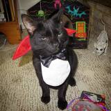 Entry image for Onyx