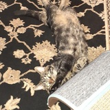 Entry image for Toby