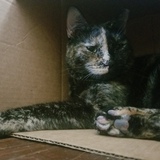 Entry image for Sadie