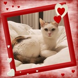 Entry image for Callie