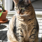 Entry image for Bella