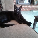 Entry image for Stella