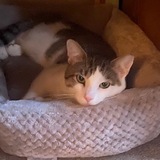 Entry image for Toby