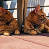 Entry image for Jake & Elwood a.k.a. #byerlybluesbabies