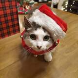 Entry image for Harmony 