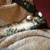 Entry image for Marmee