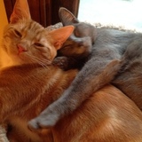 Entry image for Graycie and Jaxon