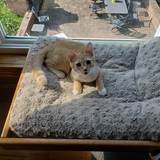 Entry image for Teddy