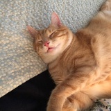 Entry image for Sheldon