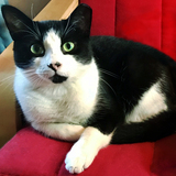 Entry image for Mr. Pickles