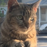 Entry image for Aponi