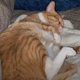 Entry image for Rito 