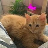 Entry image for Ginger Ella