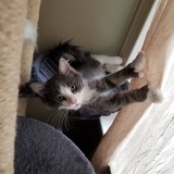 Entry image for Henry