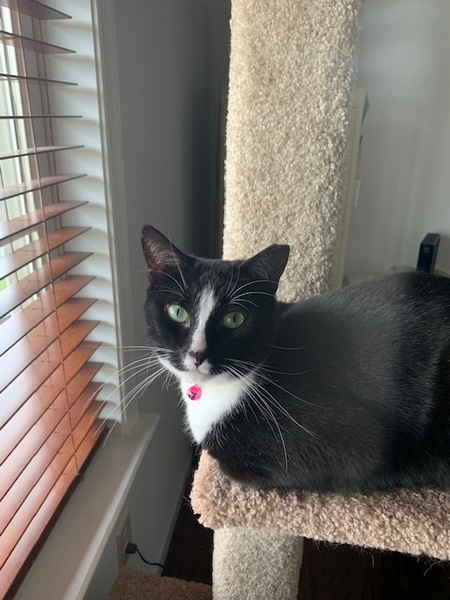 Entry image for Gracie . Clicking this image will show a larger photo