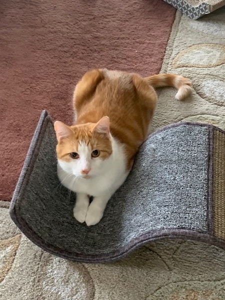 Entry image for Mickey. Clicking this image will show a larger photo