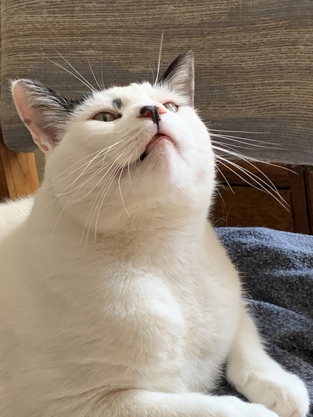 Entry image for Walter. Clicking this image will show a larger photo