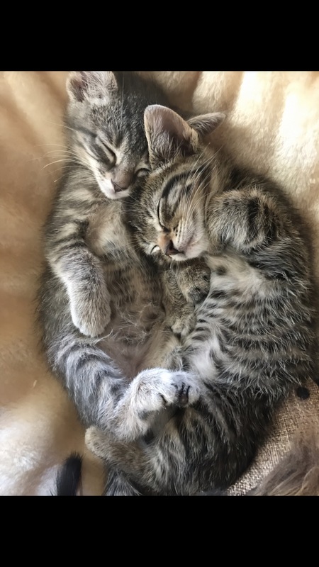 Entry image for Finn and Echo. Clicking this image will show a larger photo