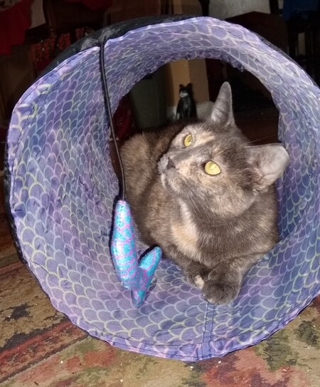 Entry image for Ruthie. Clicking this image will show a larger photo