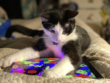 Entry image for Gateaux (Toesy). Clicking this image will show a larger photo