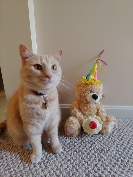 Entry image for Pippin. Clicking this image will show a larger photo