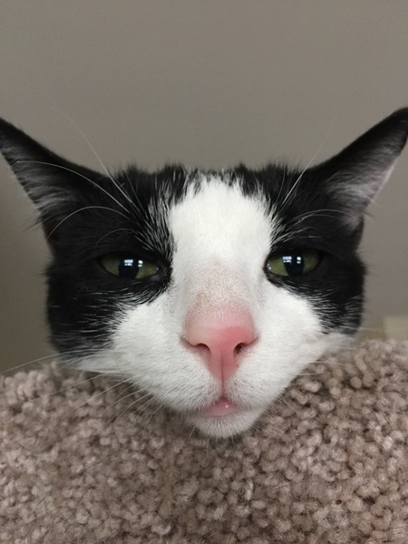 Entry image for Claudia . Clicking this image will show a larger photo