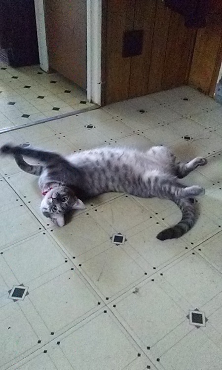 Entry image for Luna. Clicking this image will show a larger photo