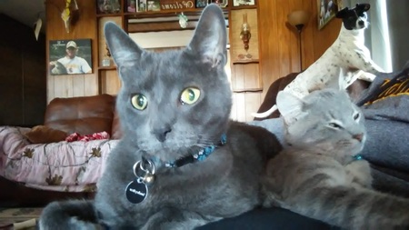 Entry image for Smokey Bear. Clicking this image will show a larger photo