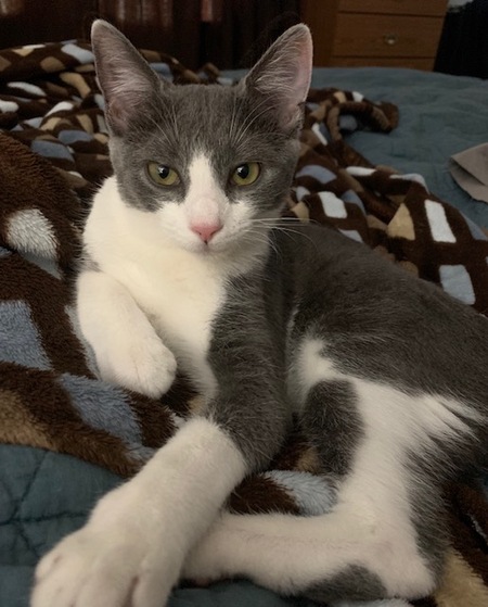 Entry image for Snowball. Clicking this image will show a larger photo